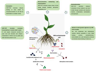 Heavy Metal Stress Alleviation Through Omics Analysis of Soil and Plant Microbiome